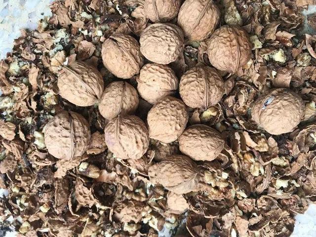 鱼鳞在土里多久腐烂