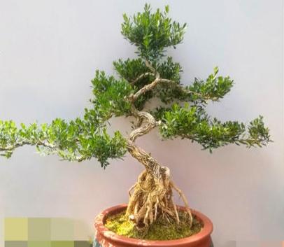 金边黄杨栽培管理 注意这几点,小叶黄杨盆景更美,你做对了吗?