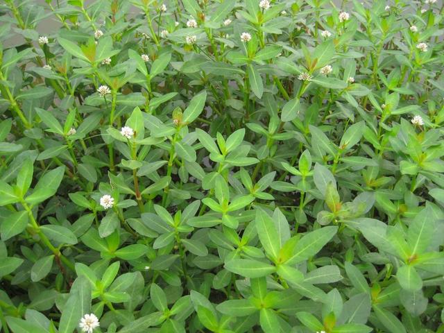 阔叶杂草大合集，附赠一份除草方法16