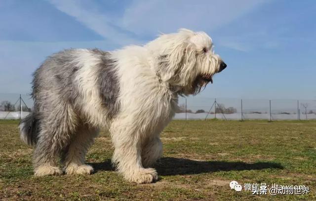 世界犬种-英国古代牧羊犬