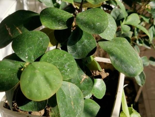 [七猫安卓一键评论]，姓叶的微信昵称大全