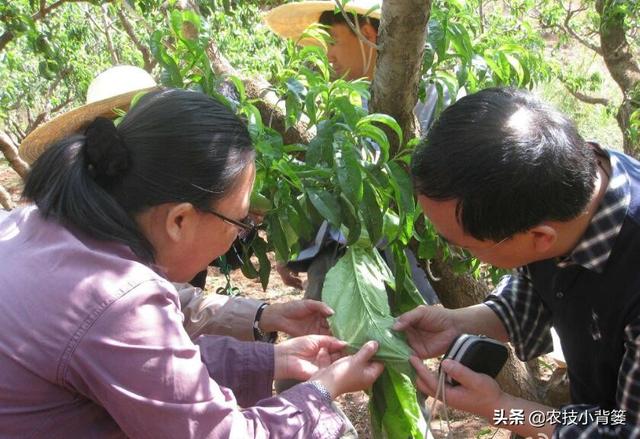 蓟马个体小、危害大，作物受害重、防治难，掌握防治技巧很重要8