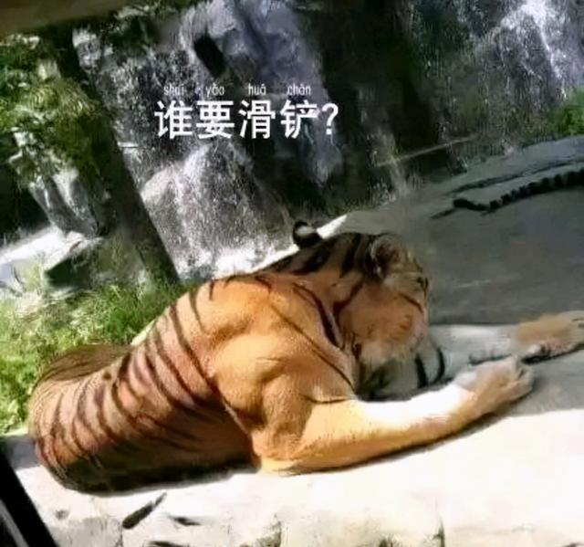 藏獒老虎打架