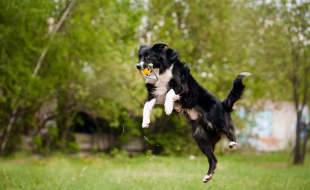 边境牧羊犬好养么