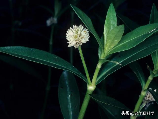细胞破碎机维修_超声波细胞粉碎机功率