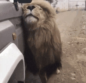 精彩的动态图片GIF:我就蹭蹭,别紧张!