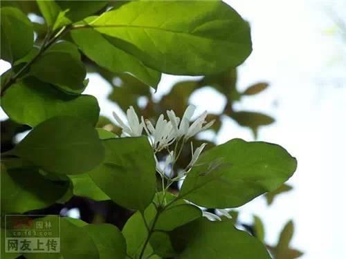 常见园林植物