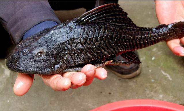 家里不得养的十大凶鱼_最凶的鱼十大排行榜-天晟网