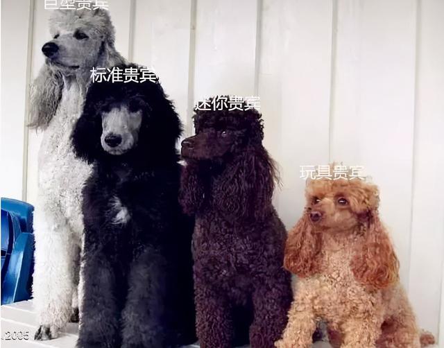 贵宾犬和泰迪的区别