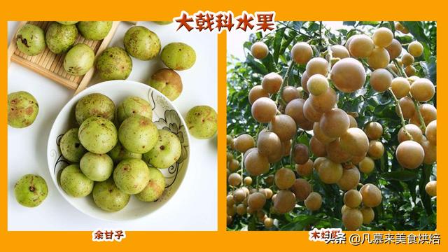 水果有哪些 水果有哪些（水果有哪些形状） 生活