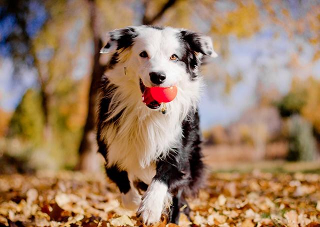 边境牧羊犬吧