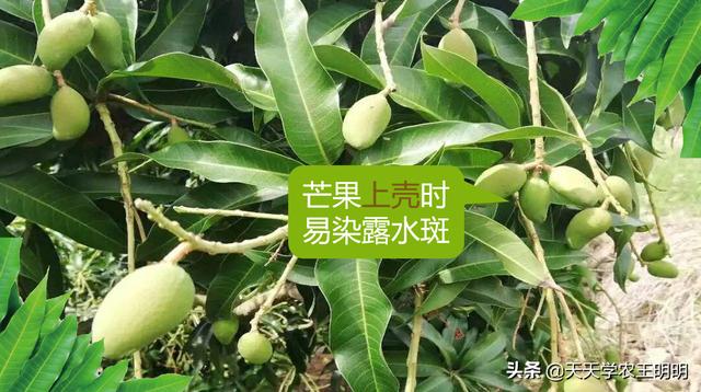 芒果的常见病害？角斑、炭疽、露水斑、红点、黑心病！尽早防治14