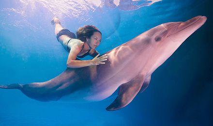 海豚都比你粉这张图(海豚都比你粉gif表情包)-天晟网