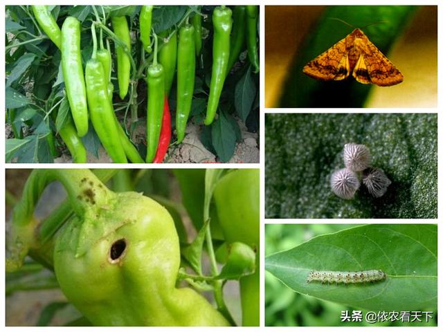 辣椒烟青虫难防难治,把握2个关键节点,掌握具体防治方法解决它-农资