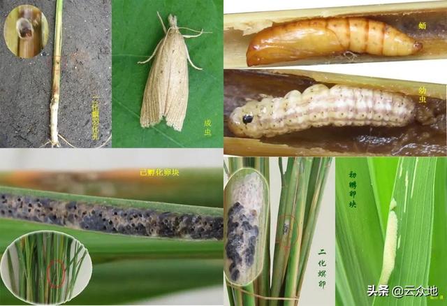杀虫单是防治水稻螟虫的好配药，内吸性强，强力杀卵2
