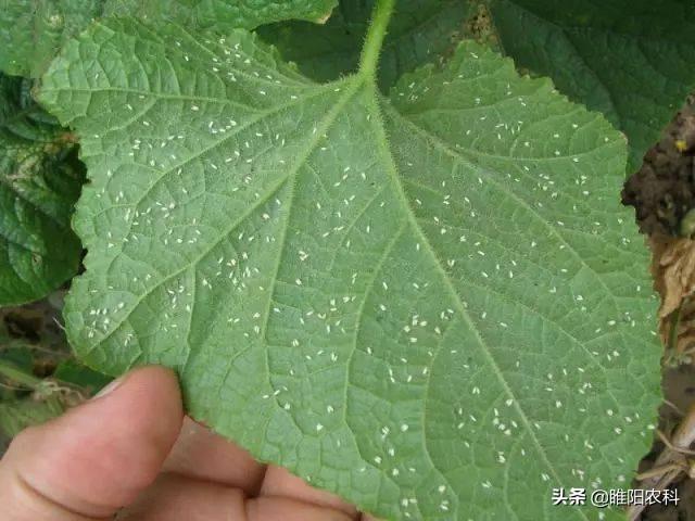 这个药专治粉虱蚜虫等害虫，10秒中毒，10小时死虫3天后二次杀虫3