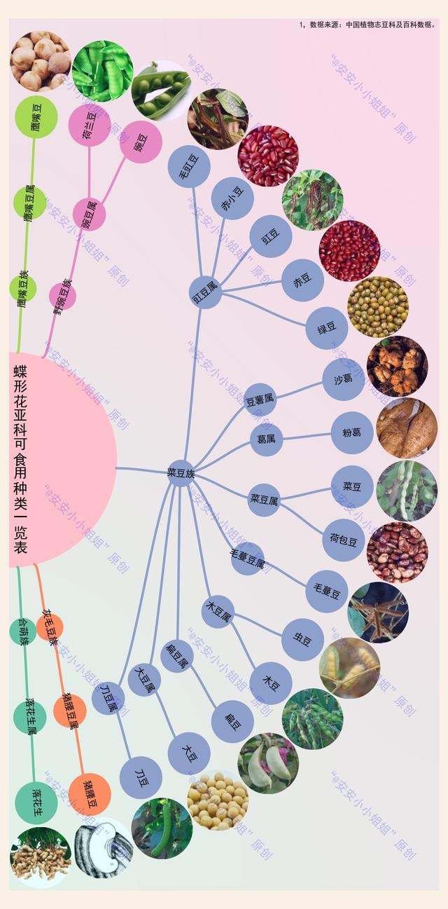 纲目科属种示意图图片