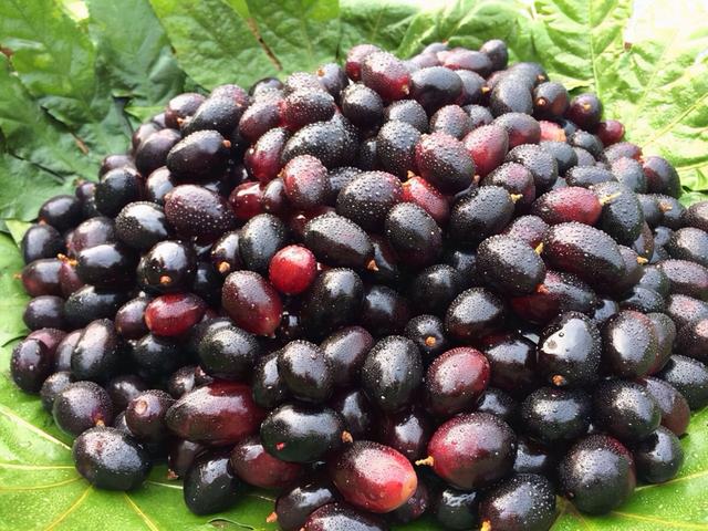 提醒：肝不好的人，这几种水果可以多吃点，或能帮助修复肝功能