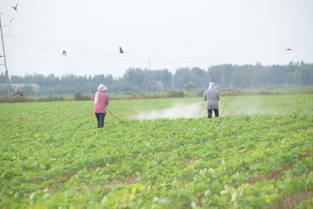 大豆除草效果差，喷施方法用错了，农户需要掌握4个技巧2