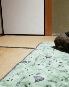 笑死人的GIF动态图片：逼死新郎系列