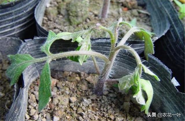 ﻿西红柿苗期常见病害及其防治措施，能远离病虫害，放心你我他6