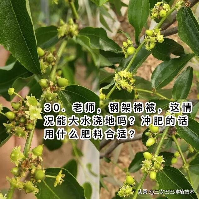 冬枣花期打了赤霉素3天后，树上能喷水吗，对花有影响吗？3