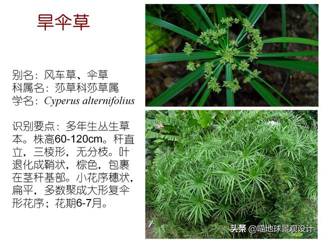 常见水生植物 常见水生植物（珠江口常见水生植物） 生活