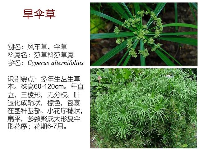 水生植物