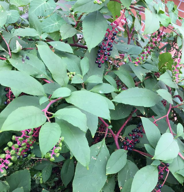 外表诱人的5种野果，小心有毒，别让孩子误吃