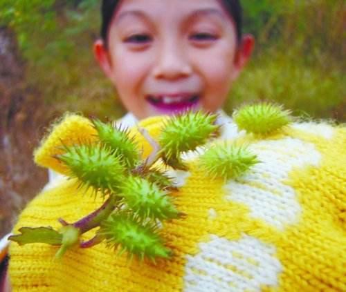 好多人都被这植物伤害过，结出的果子小孩子最喜欢！2