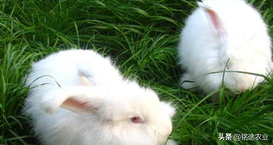 长毛兔养殖视频 长毛兔养殖视频（兔子养殖场视频） 动物