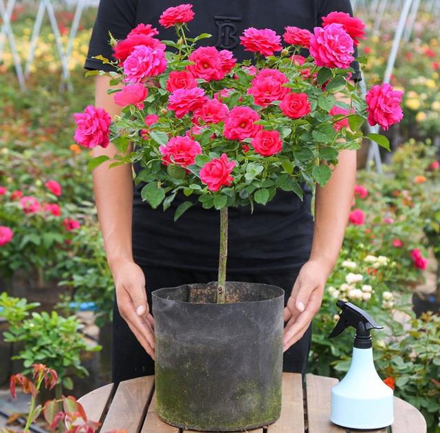 月季花的品种