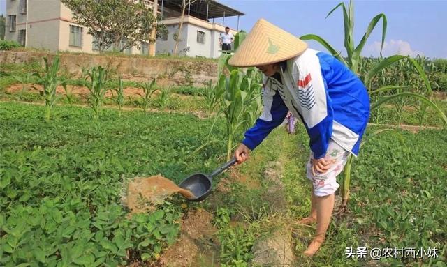 黑花生怎么种？黑花生的种植管理技巧5