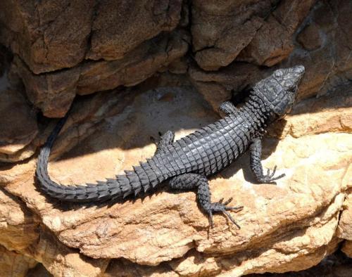 世界上最像龍的蜥蜴 形態非常符合人對於龍的想像 Kks資訊網