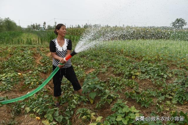 红薯开裂、凸筋、弯曲畸形不用愁，防治方法记住一个顺口溜13