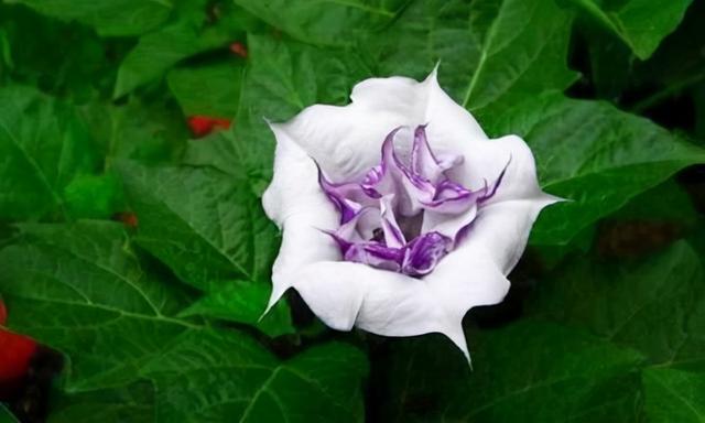 冥界之花有哪些（盘点6种很美的“冥界之花”）