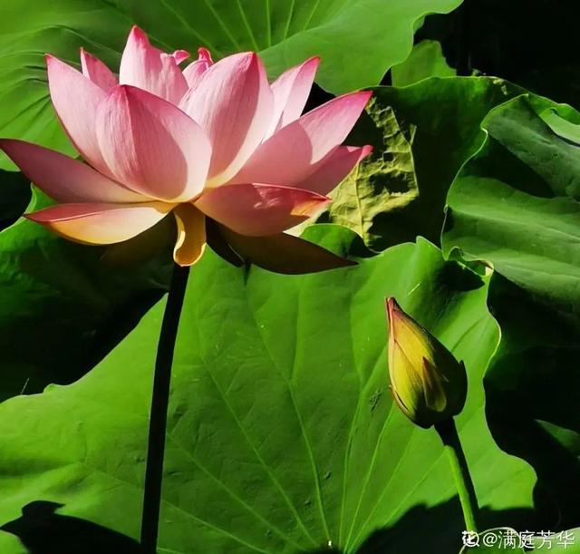 夏天的花 夏天的花（夏天的花卉） 生活