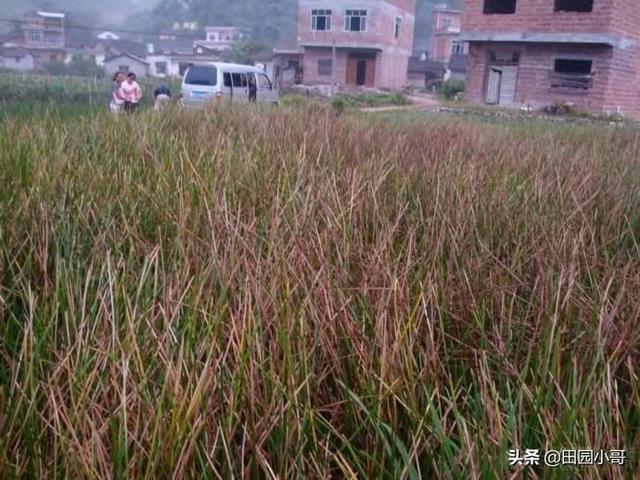 秋季多雨，荸荠秆枯病高发，掌握防治技巧降低减产损失6