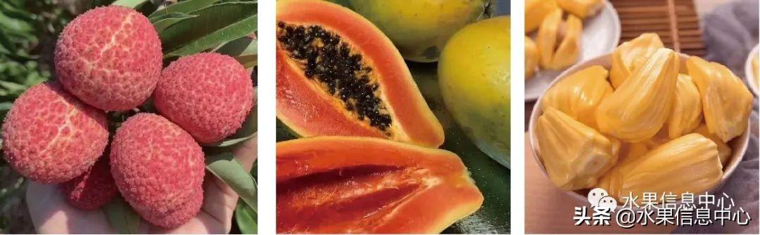 水果天堂：海南水果品种及上市时间表