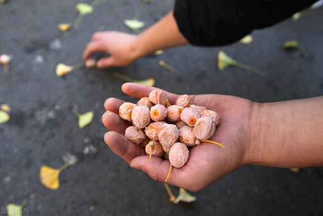 9月白果成熟地上掉满了，有人说可以吃，有人说有毒，到底怎样