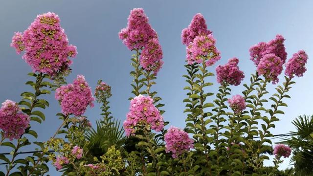 紫薇花 紫薇花（紫薇花的养殖方法和注意事项） 生活