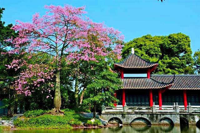 美丽异木棉 美丽异木棉