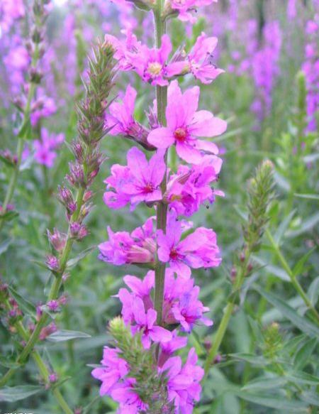 千屈菜 千屈菜（千屈菜花期） 生活