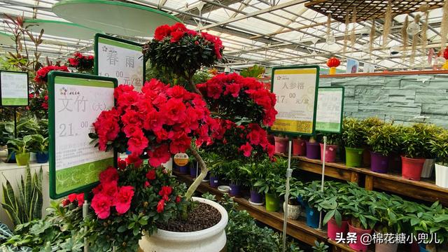 北京花卉市场 盆栽 北京开了第一家绿植花卉大超市，就在南四环边上明码标价新鲜实惠