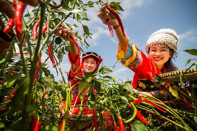 辣椒总是落叶，影响产量？做好4点工作，解决辣椒落叶难题