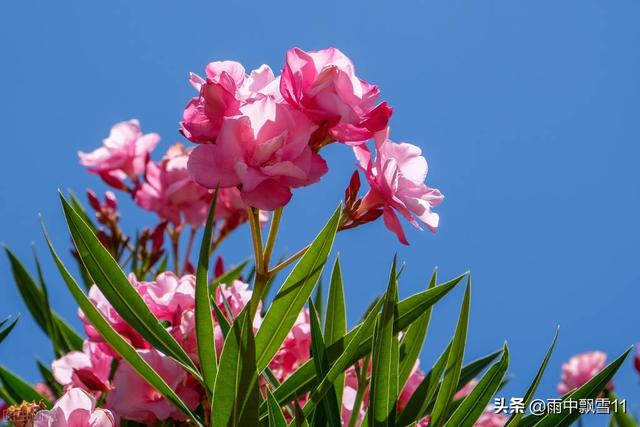 夹竹桃叶 夹竹桃叶（夹竹桃叶横切面结构图手绘） 生活