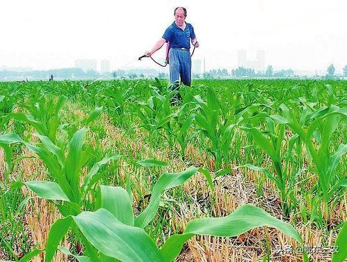 玉米地用硝烟磺隆莠去津除草几天能见效，再加二四滴丁酯行吗？