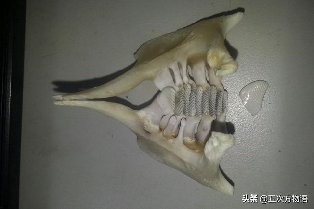 鱼鳞红色变白色