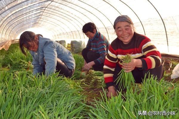 怎么用除草剂给韭菜除草？2