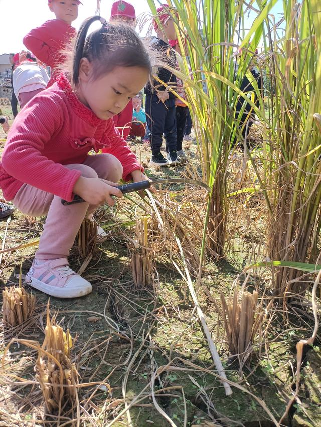 幼儿园的割水稻能手